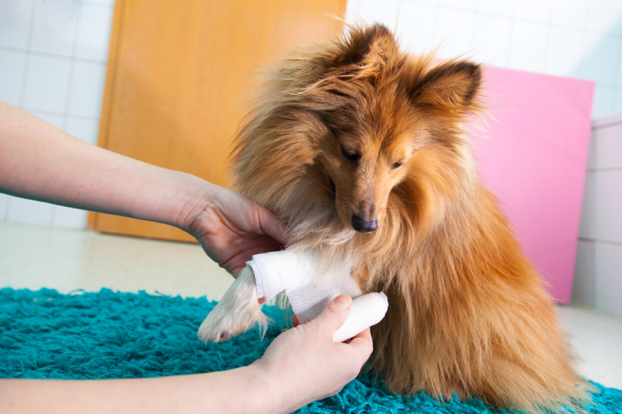 Pet First-Aid Guide